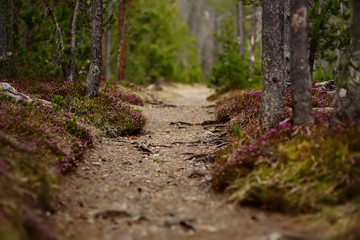 Scenic views of the Swiss national Park on spring day.