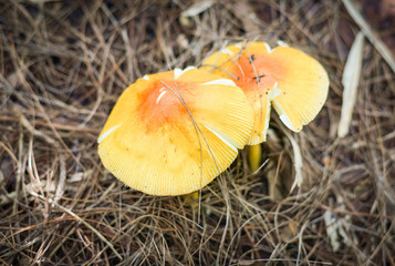 Beautiful wild mushrooms yellow Amanita wubjunguillea grow on ground nature forest