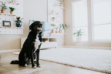 Happy dog in living room of modern home
