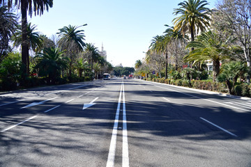 Malaga, Spain, road lined with palm trees in the city. © konik60