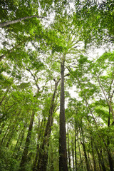 Fototapeta premium Tall tree in the jungle / scenic view of green tree large in the forest
