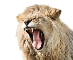Furious roaring lion male