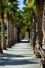 Malaga, Spain, path lined with palm trees in the city park. © konik60