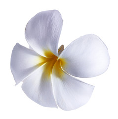 Fototapeta na wymiar beautiful flower on a white background