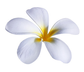 Plakat beautiful flower on a white background