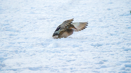 A landing in snow