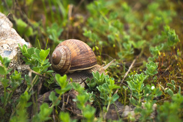 A snail in the grass