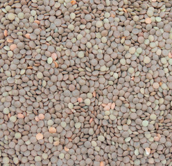 lentils pulse grain legume (Lens Culinaris) legumes vegetables food