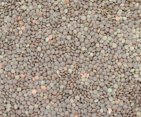 lentils pulse grain legume (Lens Culinaris) legumes vegetables food