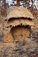 Tropical termites  - obrazy, fototapety, plakaty
