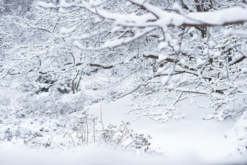 bushes and trees are covered by snow