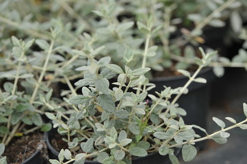 Teucrium fruticans