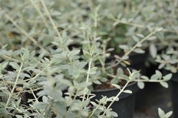 Teucrium fruticans