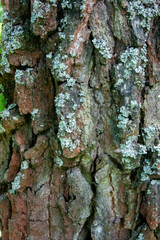 The bark of old trees close-up. Moss on the bark of an old tree. Tree bark texture and background. Rough prints of tree bark.