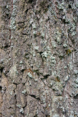 The bark of old trees close-up. Moss on the bark of an old tree. Tree bark texture and background. Rough prints of tree bark.
