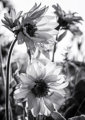 black and white flowers