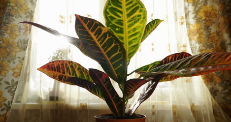 codiaeum plant growing, moving up after watering, window background, cozy home interior, warm color, sun light, sunset