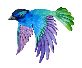 Watercolor blue bird  on white background. Hand painted illustration.