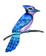 Watercolor blue bird  on white background. Hand painted illustration.