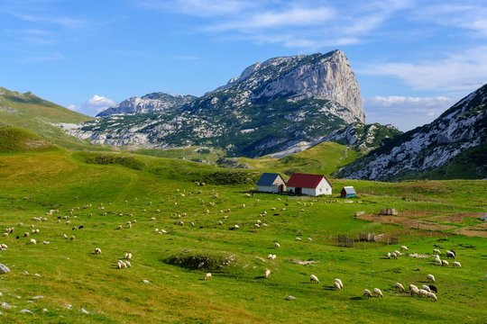 Alm Sarban and mountain Boljska Greda, Durmitor Massif, Durmitor National Park, Savnik Province, Montenegro, Europe
