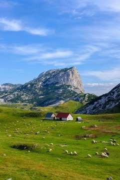 Alm Sarban and mountain Boljska Greda, Durmitor Massif, Durmitor National Park, Savnik Province, Montenegro, Europe