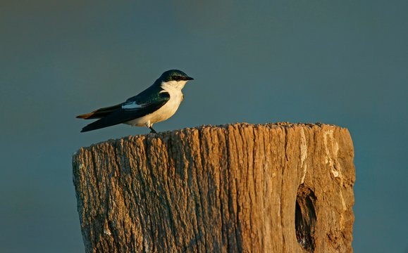 White winged swallow (Tachycineta albiventer), Pantanal, Mato Grosso do Sul, Brazil, South America