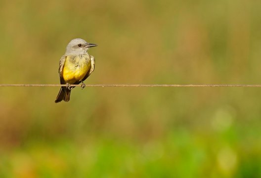 Cattle tyrant (Machetornis rixosus), Pantanal, Brazil, South America