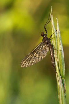 Mayfly (Ephemeroptera) sits on grass, Hesse, Germany, Europe