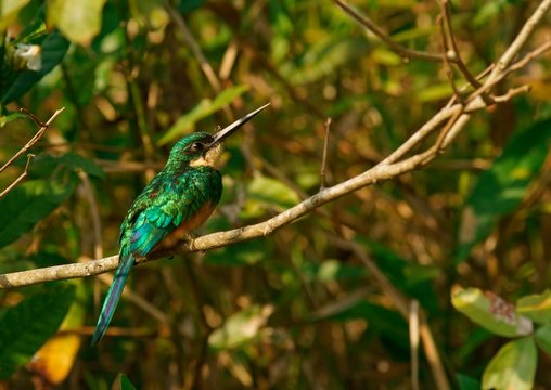 Rufous-tailed jacamar (Galbula ruficauda) sits on branch, Pantanal, Brazil, South America