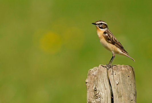 Whinchat (Saxicola rubetra) on post, Feldberger Seen, Mecklenburg-Western Pomerania, Germany, Europe