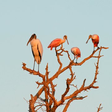 Wood stork (Mycteria americana) and Roseate spoonbill (Ajaia ajaja) sit in the tree, morning light, Pantanal, Mato Grosso, Brazil, South America