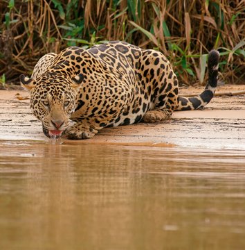 Jaguar drinking water at river