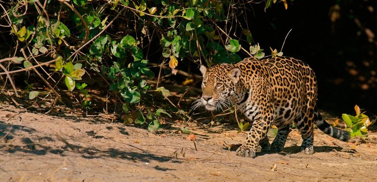 Jaguar walking in forest