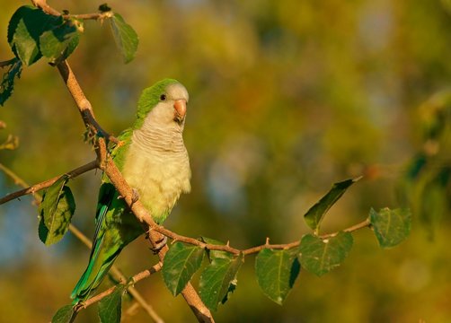 Monk Parakeet (Myiopsitta monachus), Pantanal, Mato Grosso, Brazil, South America