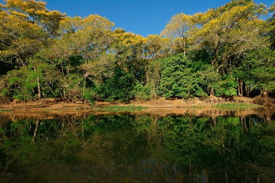 Tropical riverbank vegetation on the river bank, yellow flowering lapacho trees, Yellow Lapacho (Handroanthus serratifolius), Pantanal, Mato Grosso, Brazil, South America