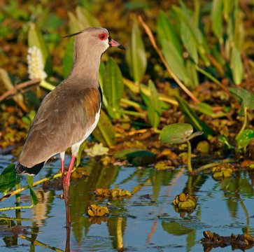 Southern lapwing (Vanellus chilensis) stands in shallow water, Pantanal, Brazil, South America