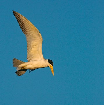 Large-billed tern (Phaetusa simplex) in flight, Mato Grosso do Sul, Brazil, South America