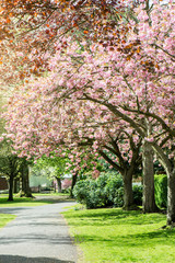 Pink Cherry Trees in Bloom in Park during Spring