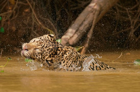Jaguar (Panthera onca) shakes in the water, Pantanal, Mato Grosso, Brazil, South America