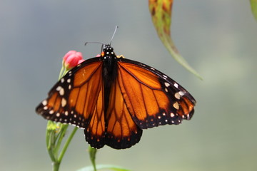 monarch butterfly on a flower