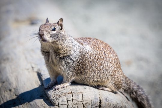 Eastern gray squirrel (Sciurus carolinensis) sits on tree trunk, West Coast, California, USA, North America