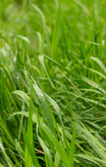 Fresh Green Grass with Water Droplets