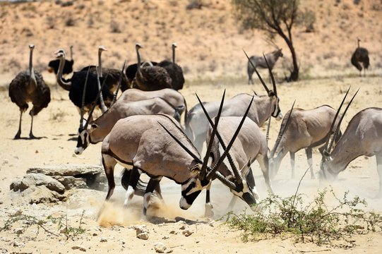 Gemsboks and ostriches in Kgalagadi Transfrontier Park