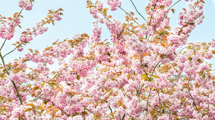 Pink Cherry Trees in Bloom in Park during Spring