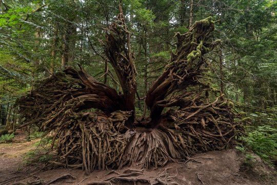 Cathedral Grove, Pacific Rim National Park, Vancouver Island, British Columbia, Canada, North America