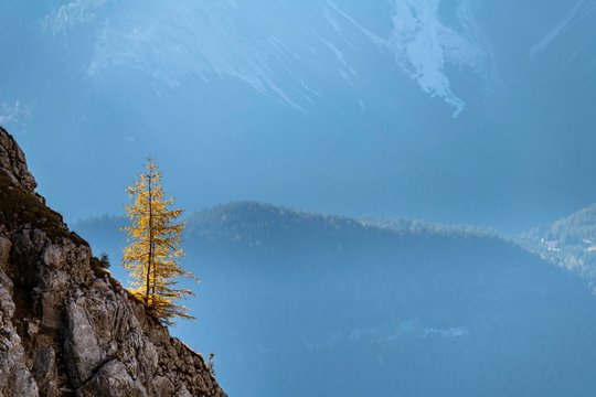 Autumnal Larch (Larix) on rock face, Ehrwald, Ausserfern, Tyrol, Austria, Europe