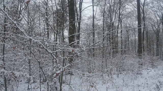 Snow covered forest in winter, Serrig, Saar Valley, Rhineland-Palatinate, Germany, Europe