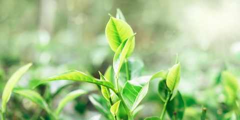 Macro shot of New tea leaves with blurred bokeh with bright optical flares