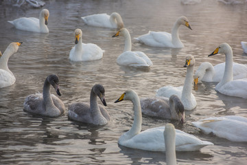 Obraz premium Grupa piękne białe łabędzie krzykliwe pływanie w niezamarzającym jeziorze zimą. Wiek ptaków z młodym lęgiem, koncepcja rodziny