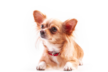 chihuahua (3 years old) lying in front against white background. 